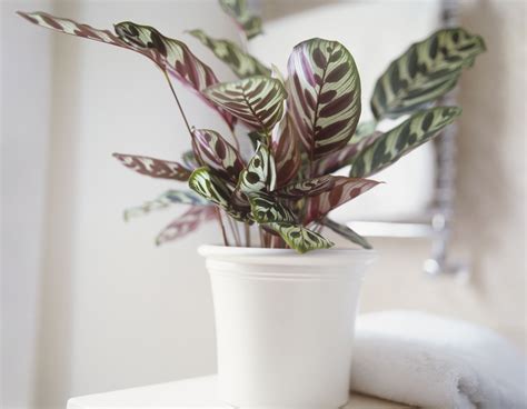 How to Grow Calathea