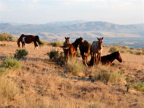 The Magical Place In Nevada Where You Can View A Wild Horse Herd