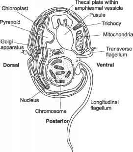 Dinoflagellates Structure