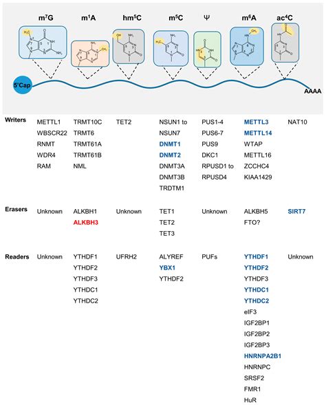 New Insights into the Genetics and Epigenetics of Aging Plasticity