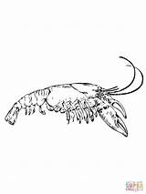Crayfish Coloring Page Pages sketch template