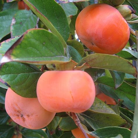 FUYU Persimmon Tree Seedling 18-24 Inches Tall | Etsy