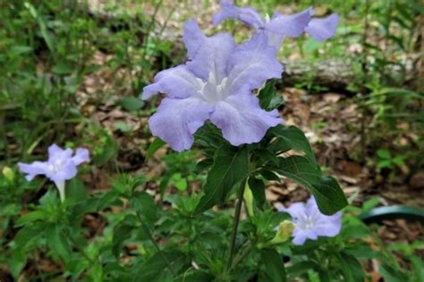 Carolina Wild Petunia - UF/IFAS Extension Duval County