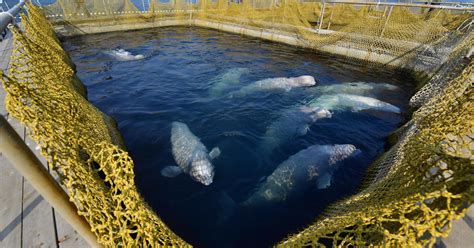 Petition update · Russia will free nearly 100 captive whales from ...