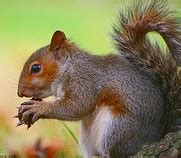 Squirrels - VanCleave's Science Fun