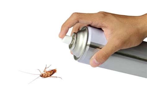 5 Signs of a German Roach Infestation and How to Get Rid of Them