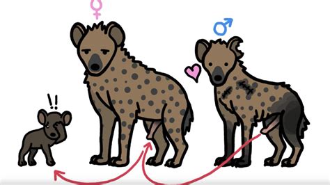 Hyena PNG Images Transparent Free Download