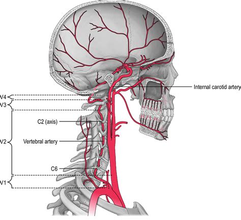 Cervical Internal Carotid Artery | Images and Photos finder