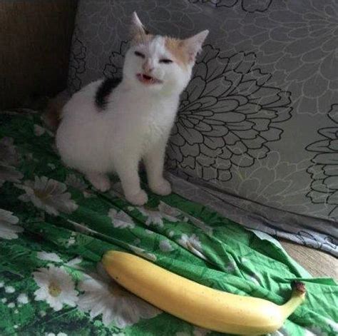 Cat doesn't like banana | Cats | Know Your Meme