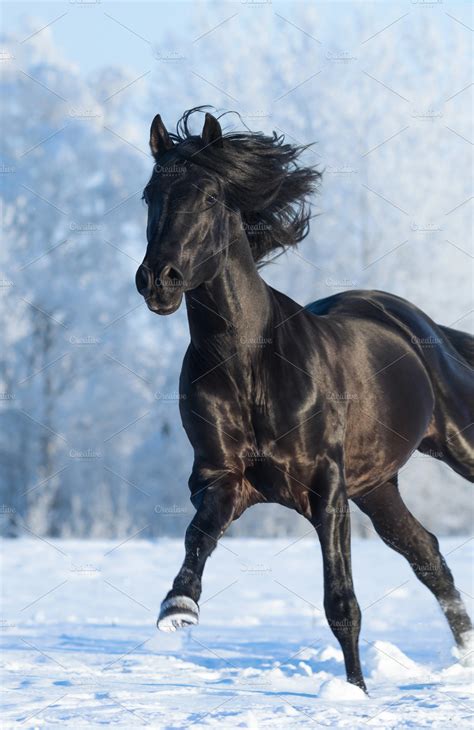 Black horse running fast gallops | High-Quality Animal Stock Photos ~ Creative Market