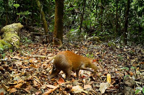 Surveillance – Panama Wildlife