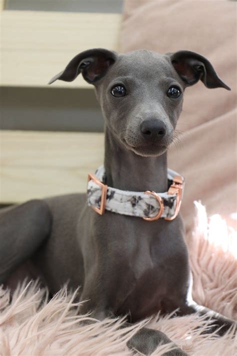 Italian greyhound puppy in marble collar | Italian greyhound puppies ...