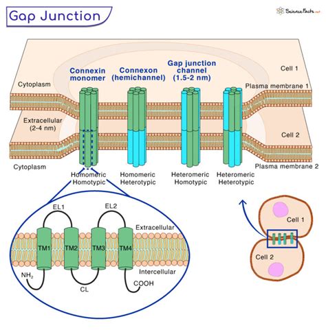 Gap Junctions - Definition, Structure, Functions, and Diagram