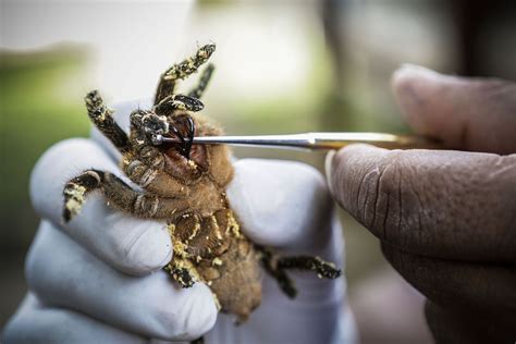 Deadly spider venom could protect human brains from strokes | Metro News