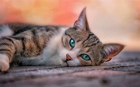 Cat wallpaper ·① Download free stunning backgrounds for desktop and mobile devices in any ...