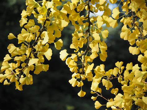 "The Significance of Ginkgo Tree Symbolism: A Journey Through its Meaning"