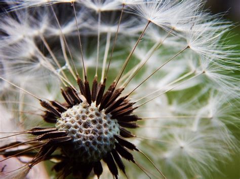 Dandelion with seeds close-up free image download