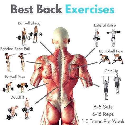 Best Back Exercises : workouts