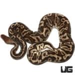 2018 Lavender Albino Spider Ball Python For Sale - Underground Reptiles