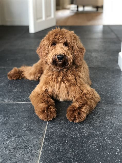 Labradoodle Jack | Labradoodle, Puppies, Dog training obedience