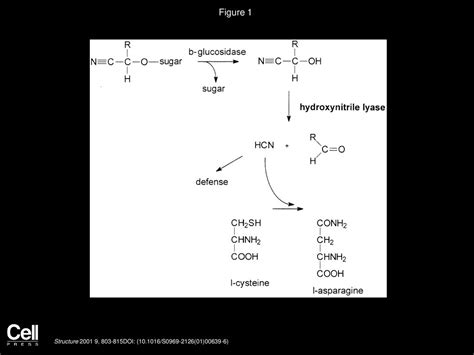 The Hydroxynitrile Lyase from Almond - ppt download