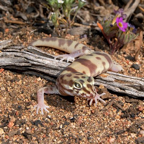 Western Banded Gecko Facts and Pictures | Reptile Fact