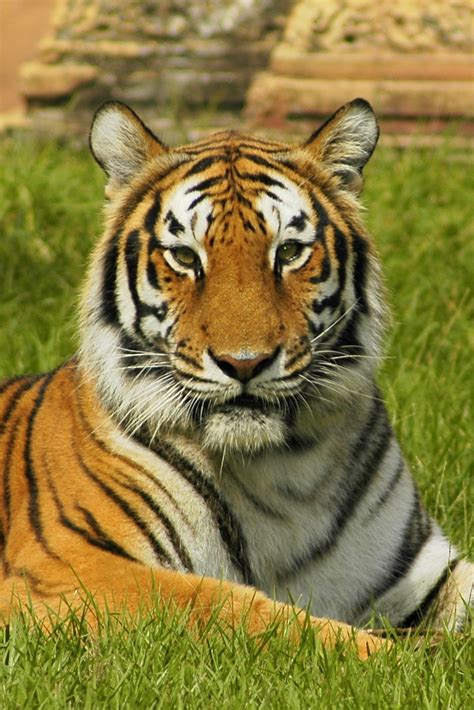 File:India tiger.jpg - Wikimedia Commons