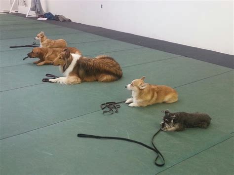 Dog Obedience Classes - Circletop Farm Boarding KennelsCircletop Farm ...