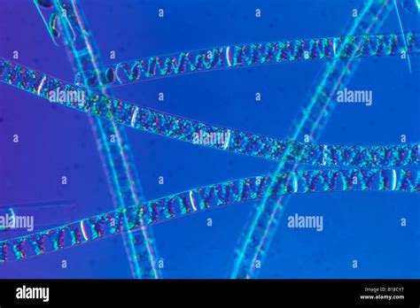 Spirogyra algae under optical microscope Spirogyra Stock Photo - Alamy