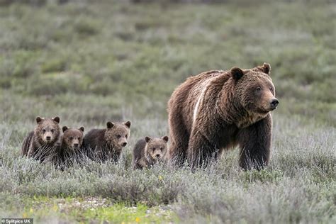 Grizzly Bear Cubs And Mother