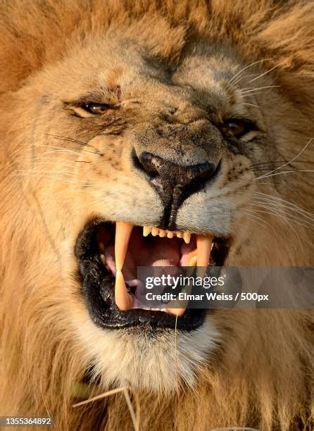 Lion Roaring Close Up Photos and Premium High Res Pictures - Getty Images