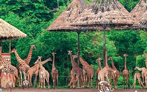 Safari & Marine Park with Buffet Lunch | Safari World Bangkok