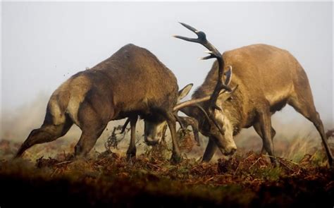 Garrique Cottage, Stirling: Rutting Stags