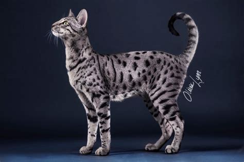 Silver Savannah cat Nala by AliceNatalie on DeviantArt