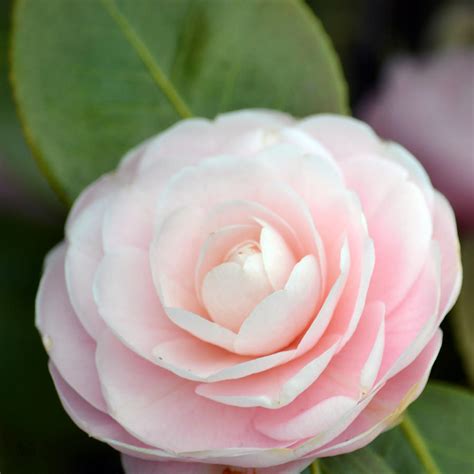 Romantic Flowers: Camellia Flower