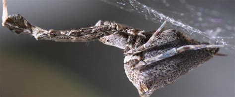 Spiders spin electrically-charged silk to make sticky webs