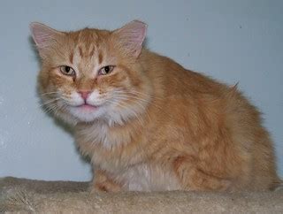 Walter | Rocky Mountain Feline Rescue (formerly known as Animal Rescue and Adpotion Society ...