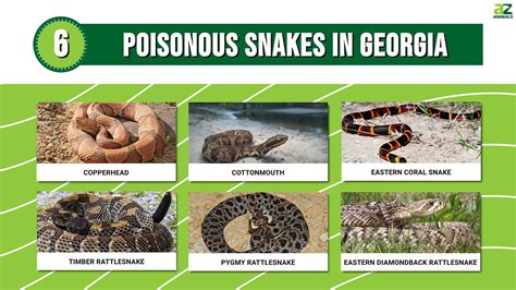 6 Poisonous Snakes in Georgia: The 6 Snakes You Should Watch Out For ...