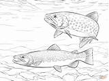 Brook Trout Sketches Sketch Coloring Page sketch template