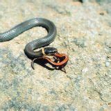 Ringneck Snake Facts and Pictures