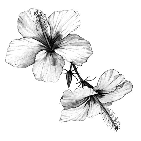 Black and white flower painting series — Anna Farba Illustration