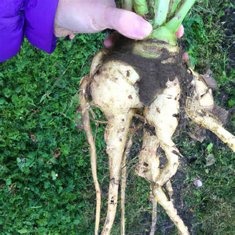 How to Manage Clubroot in Home Garden: Symptoms, Causes, Cultural ...