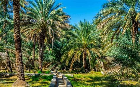 Al Ain Oasis in Abu Dhabi: Ticket Price, Timings & more - MyBayut