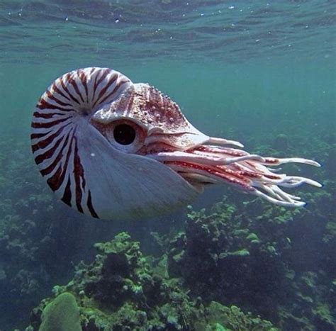 Nautilus - a pelagic marine mollusc of the... - Bluehome