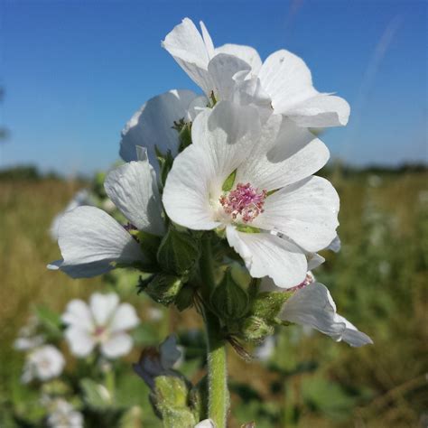 Marshmallow Organic 20 Seeds Medicinal & Culinary Herb - Etsy