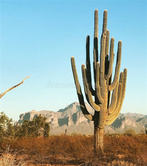 Cactus stock image. Image of desert, sunset, cactus - 120237859