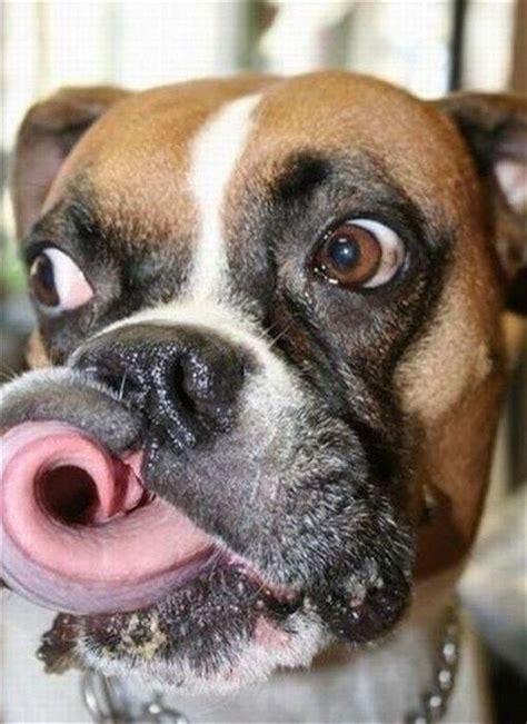 158 best Funny Boxer Dog Pics images on Pinterest | Boxer love, Dogs and Funny animal