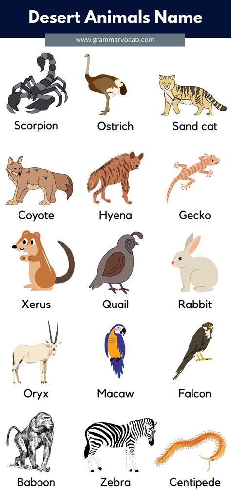 Desert Animals List With Pictures & Facts - GrammarVocab