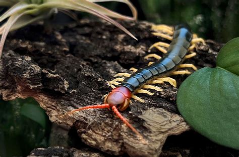 These centipedes ‘see’ sunlight, even without eyes | Science | AAAS