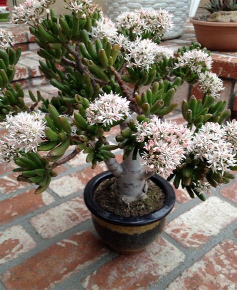 Finger Jade - crassula ovate, 'Gollum' Blooming Succulents, Flowering Succulents, Cacti And ...